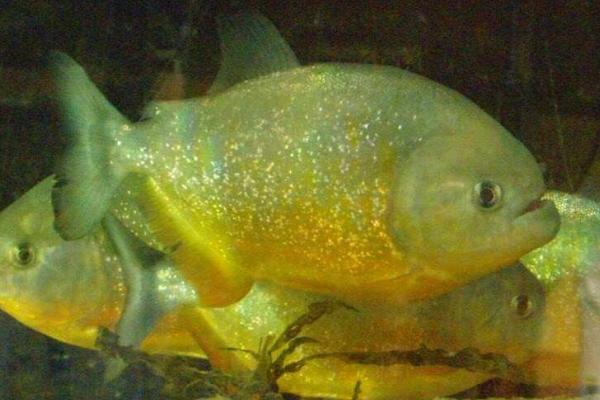 水虎鱼市场价格多少钱一条 什么鱼能和水虎鱼混养