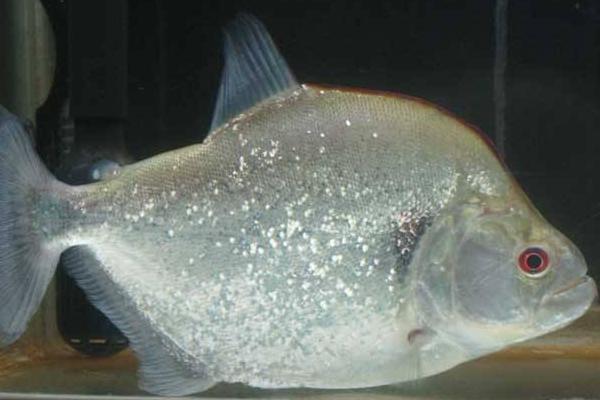 水虎鱼市场价格多少钱一条 什么鱼能和水虎鱼混养