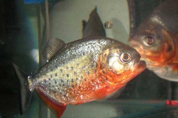 水虎鱼市场价格多少钱一条 什么鱼能和水虎鱼混养