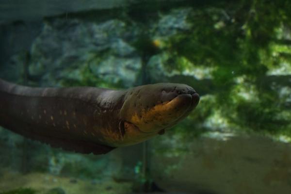 水虎鱼市场价格多少钱一条 什么鱼能和水虎鱼混养