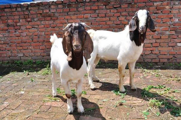 养50只波尔山羊要多少钱50只波尔山羊一年利润