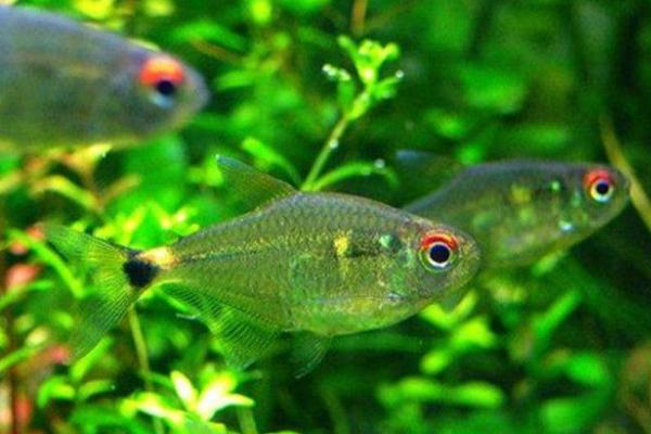 头上有灯的鱼是什么鱼 灯鱼品种大全