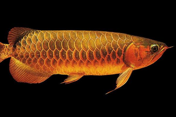  龙鱼不吃食怎么回事 龙鱼换水要放盐吗