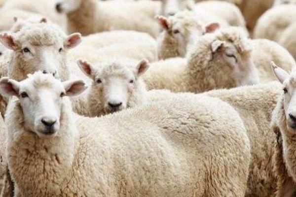 绵羊肉市场价格多少钱一斤 未来绵羊养殖前景