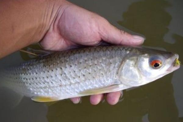 赤眼鳟市场价格多少钱一斤 赤眼鳟为什么这么贵