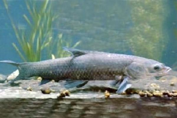 什么鱼吃鱼的粪便 吃鱼屎的鱼有哪几种