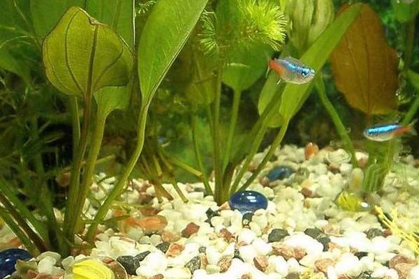 红绿灯鱼怎么分辨公母(图解) 红绿灯鱼怎么繁殖