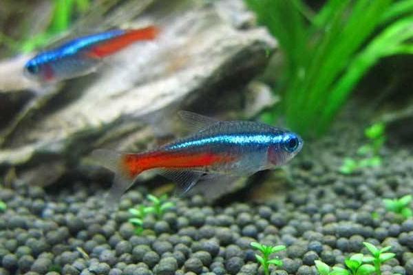 红绿灯鱼怎么分辨公母(图解) 红绿灯鱼怎么繁殖