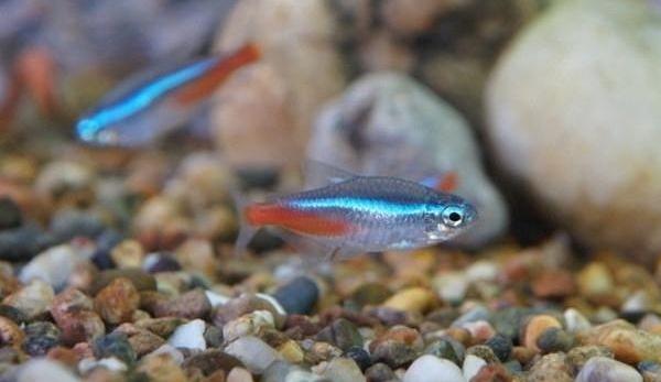 红绿灯鱼怎么分辨公母(图解) 红绿灯鱼怎么繁殖