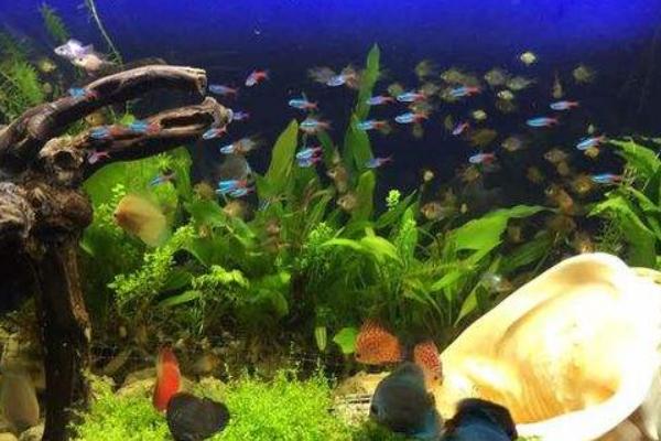 红绿灯鱼怎么分辨公母(图解) 红绿灯鱼怎么繁殖