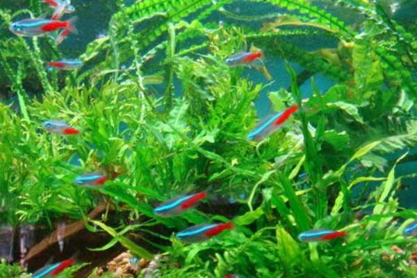 红绿灯鱼怎么分辨公母(图解) 红绿灯鱼怎么繁殖