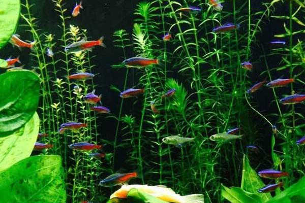 红绿灯鱼怎么分辨公母(图解) 红绿灯鱼怎么繁殖