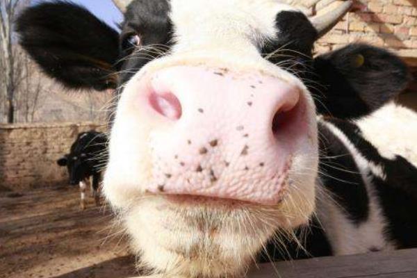 奶牛饲料配方 一头奶牛能产多少钱