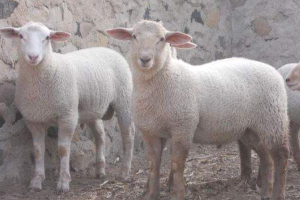 夏洛莱羊市场价格多少钱一头 夏洛莱羊一年生几胎