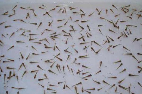 热带鱼苗怎么养 鱼苗怎么养会长的更快