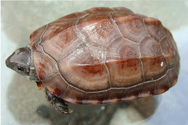 金线龟和金钱龟的区别是什么 金钱龟为什么那么贵