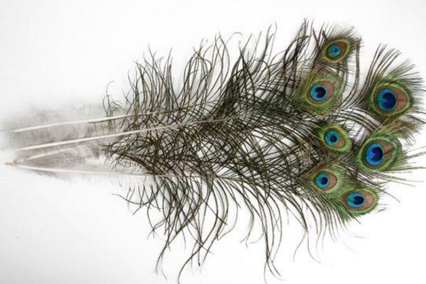 插孔雀羽毛有讲究吗 像孔雀羽毛的特殊符号是什么(怎么打出来)