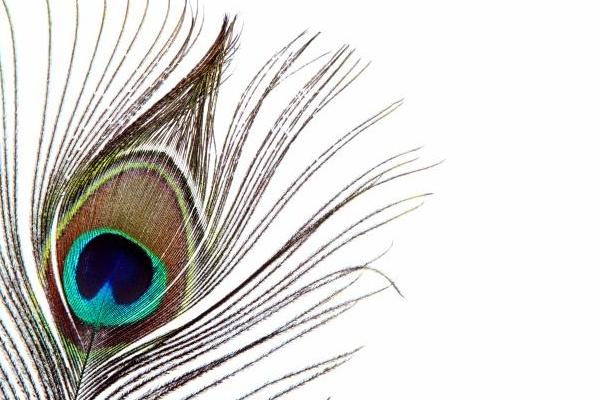 插孔雀羽毛有讲究吗 像孔雀羽毛的特殊符号是什么(怎么打出来)