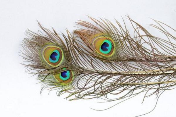 插孔雀羽毛有讲究吗 像孔雀羽毛的特殊符号是什么(怎么打出来)