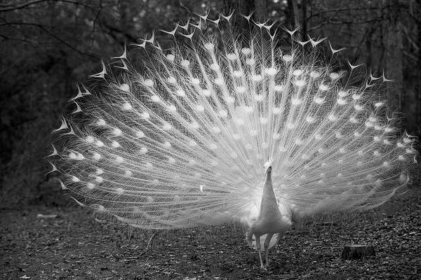 白孔雀图片大全 白孔雀市场价格多少钱一只