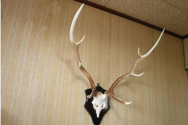 鹿角市场价格多少钱一斤 鹿角怎么磨成粉