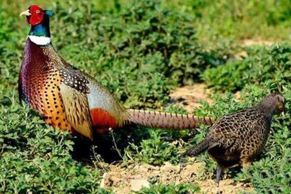 七彩山鸡苗市场价格多少钱一只 哪里有七彩山鸡苗卖