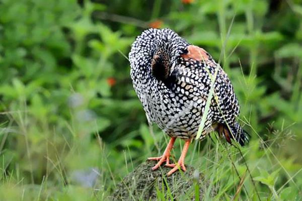 怎样饲养中华鹧鸪 中华鹧鸪人工养殖技术与注意事项