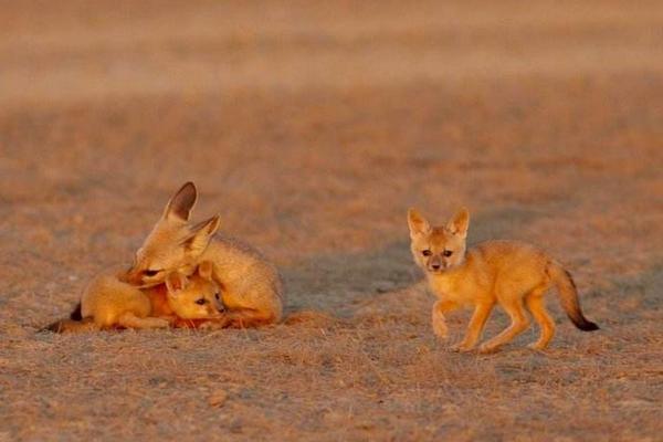 宠物狐狸吃什么 宠物狐狸咬人吗