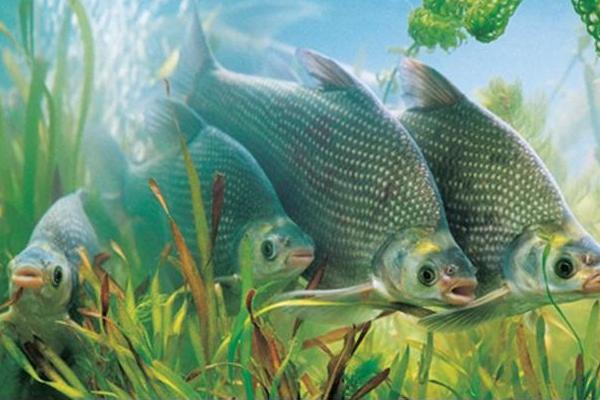 武昌鱼怎么钓 钓武昌鱼用什么饵料