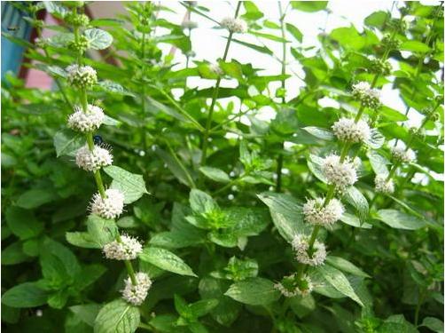 薄荷什么时候开花(几月) 盆栽薄荷的养殖须知