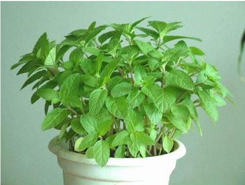 薄荷什么时候开花(几月) 盆栽薄荷的养殖须知