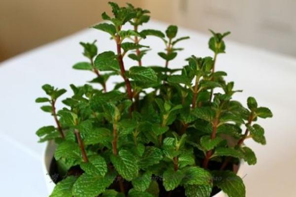 薄荷什么时候开花(几月) 盆栽薄荷的养殖须知