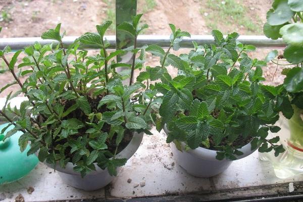 薄荷什么时候开花(几月) 盆栽薄荷的养殖须知