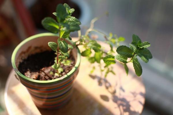 薄荷什么时候开花(几月) 盆栽薄荷的养殖须知