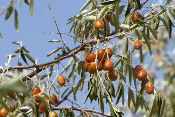 沙枣市场价格多少钱一斤 沙枣怎么吃