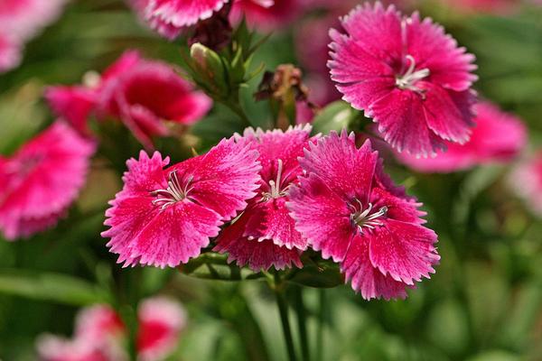 石竹花是康乃馨吗 石竹和康乃馨的区别是什么