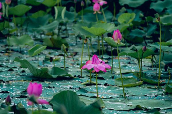 梦见莲花是什么意思 女人梦到莲花盛开有什么预兆