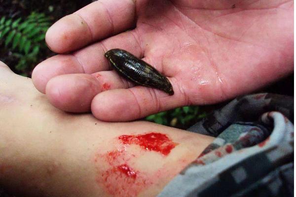 梦见蚂蟥是什么意思 女人梦到身上很多蚂蟥有什么预兆