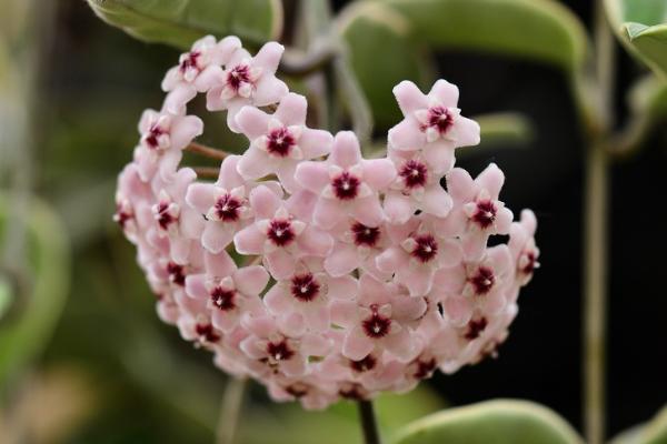 球兰什么时候开花(几月) 球兰不开花的原因及解决方法