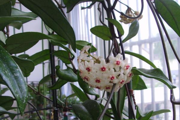 球兰什么时候开花(几月) 球兰不开花的原因及解决方法