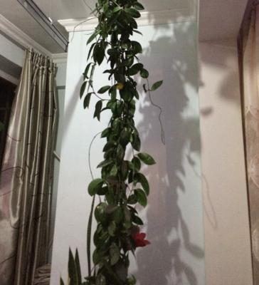 球兰什么时候开花(几月) 球兰不开花的原因及解决方法