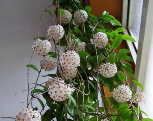 球兰什么时候开花(几月) 球兰不开花的原因及解决方法