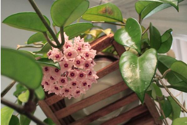 球兰什么时候开花(几月) 球兰不开花的原因及解决方法