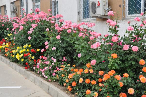 藤本月季市场价格多少钱一棵 藤本月季怎么爬藤