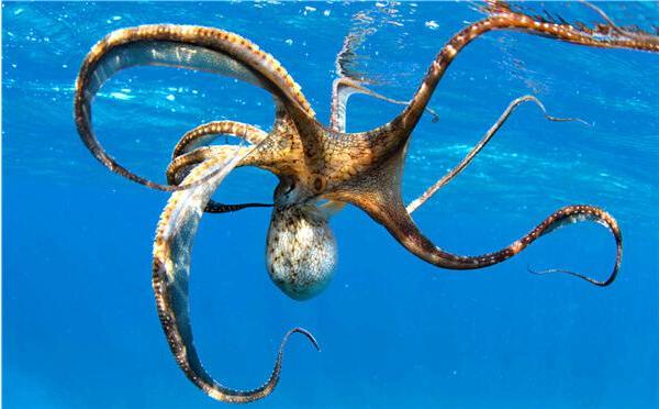 梦见八爪鱼是什么意思 女人梦到八爪鱼有什么预兆