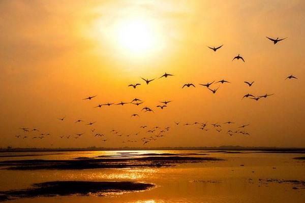 梦见大雁是什么意思 女人梦到大雁成群飞有什么预兆