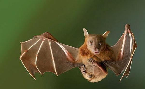 梦见蝙蝠是什么意思 女人梦到一群蝙蝠扑向自己有什么预兆