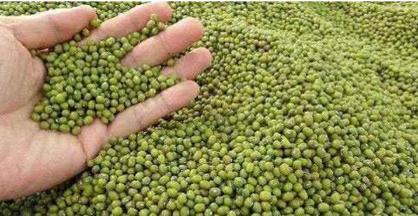 梦见绿豆是什么意思 女人梦到摘绿豆有什么预兆