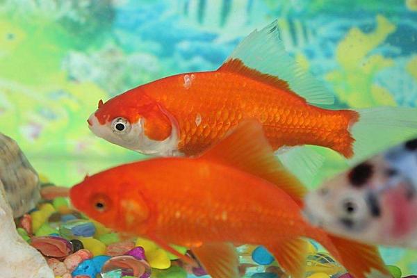 梦见鲤鱼是什么意思 女人梦到红色大鲤鱼有什么预兆