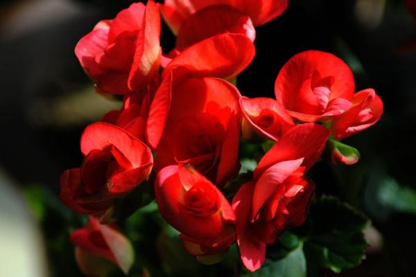 海棠花图片大全 海棠花花语及寓意 海棠花有几种(什么颜色)